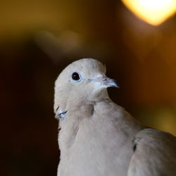 Close-up of pigeon