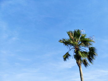 Low angle view of palm tree against blue sky