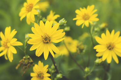 Close-up of yellow cosmos flowers