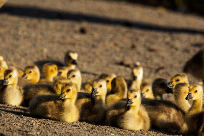 Close-up of ducklings sitting on field