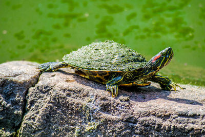 Close-up of turtle on rock