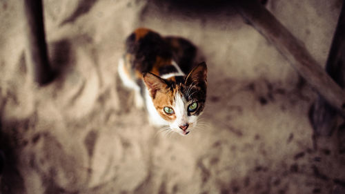 Close-up portrait of kitten