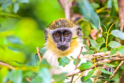 Close-up of monkey