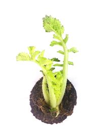 Close-up of plant over white background