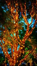 Close-up of tree against sky