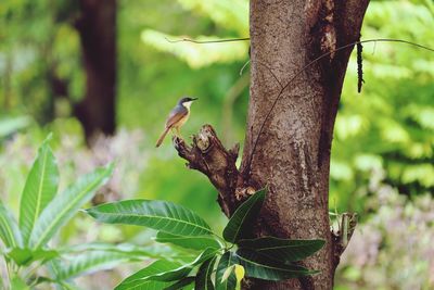 View of a bird on tree trunk