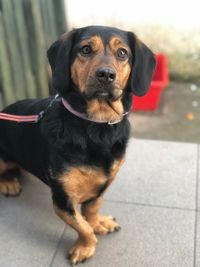 Close-up portrait of dog sitting outdoors