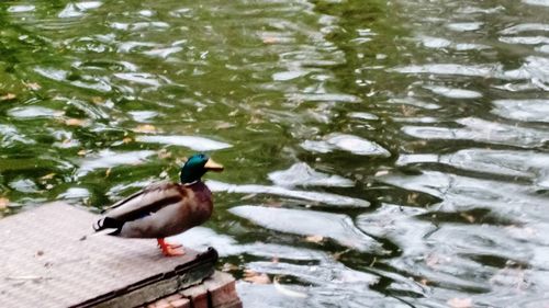 Ducks on lake