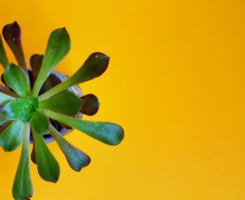 Close-up of yellow flowering plant