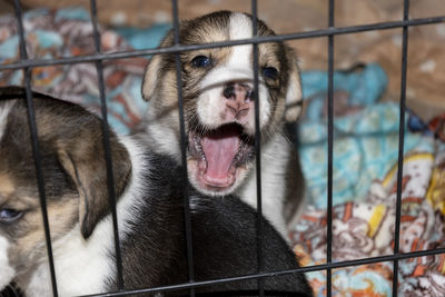 Two cute 3 week old beagle puppies behind a fence