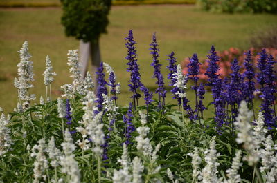 Close-up of purple flowers blooming in field