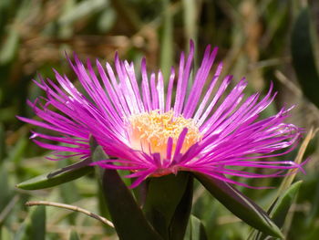 Close-up of pink flower