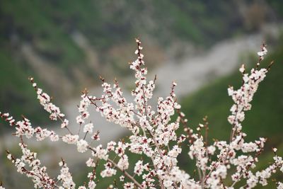 Close-up of pink cherry blossom plant