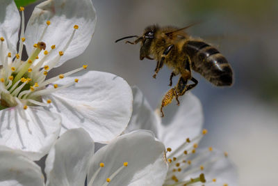 Close-up of bee pollinating on flower