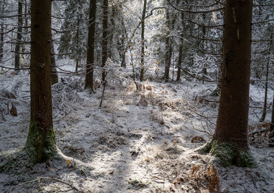 Trees in forest during winter