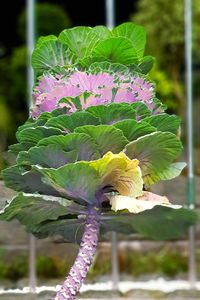 Close-up of purple flowering plant