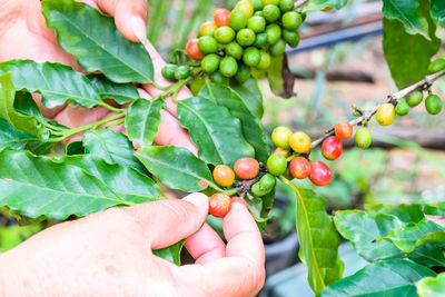 Cropped image of hand holding fruits