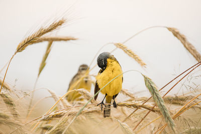 Close-up of bird perching on nest