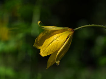 Close-up of yellow flowering plant