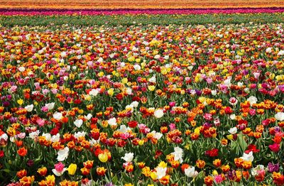 Scenic view of red tulip flowers on field