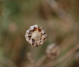 Close-up of wilted flower