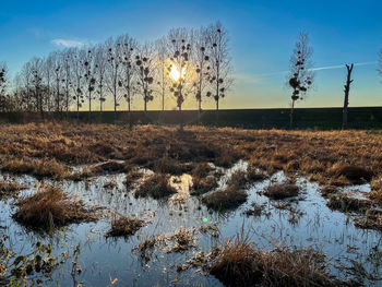 Trees on field against sky