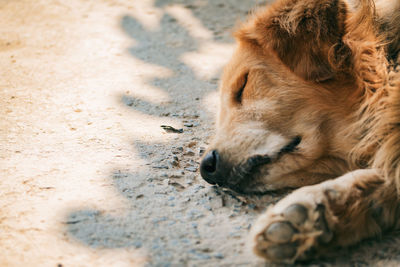 Close-up of dog lying on sand