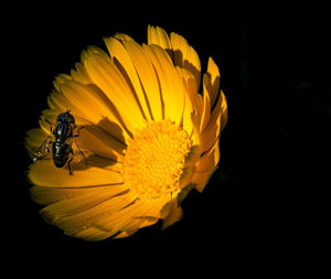 Close-up of insect on yellow flower