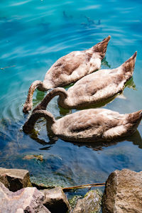 High angle view of swans in lake