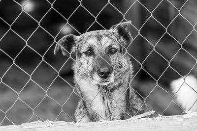 Portrait of a dog