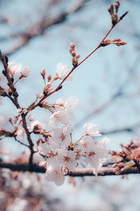 Close-up of cherry blossoms in spring