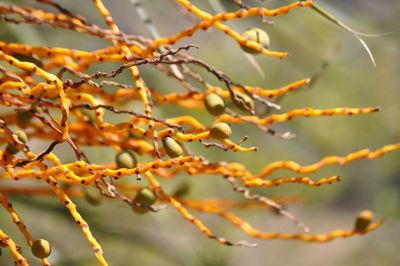 Close-up of plant against blurred background