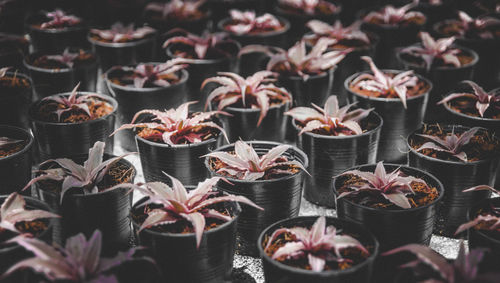 Close-up of potted plants