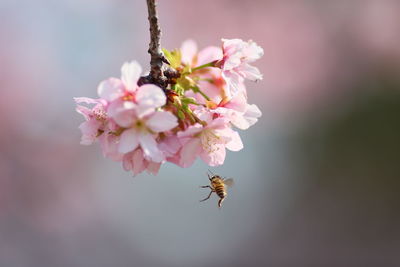 Close-up of bee flying by cherry blossoms