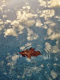 High angle view of turtle in water