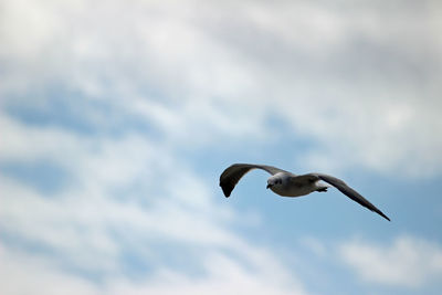 Low angle view of seagull flying against sky