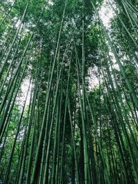 Low angle view of bamboo trees in forest