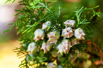 Close-up of cherry blossoms in spring