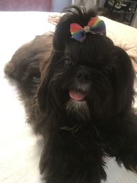 Close-up portrait of a dog