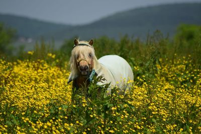 Close-up of dog by yellow flowers on field