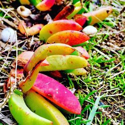 Close-up of tomatoes on grass