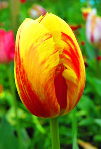 Close-up of yellow tulip blooming outdoors