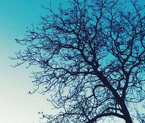 Low angle view of tree against blue sky