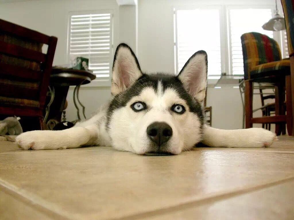 pets, dog, looking at camera, animal themes, domestic animals, one animal, portrait, indoors, mammal, lying down, relaxation, no people, home interior, siberian husky, close-up, day