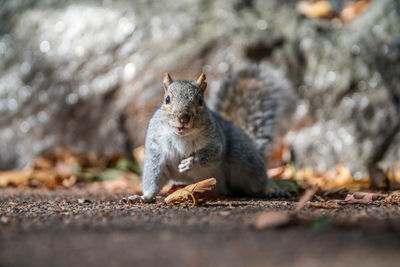 Close-up portrait of squirrel