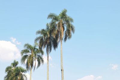 Low angle view of palm tree against clear blue sky