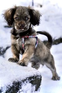 Portrait of dog on snow covered land