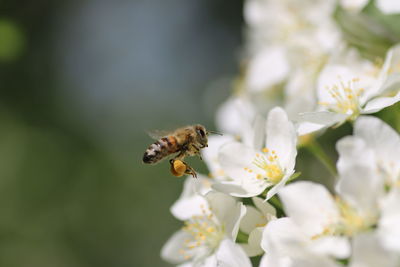 Close-up of honey bee hovering over white flowers