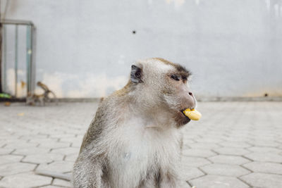 Close-up of monkey eating banana outdoors