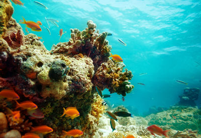 View of fishes swimming in sea